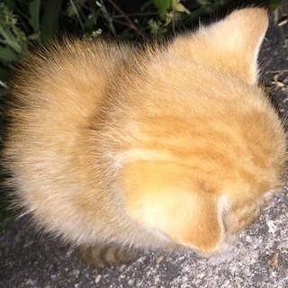 neko01.jpg